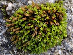 Attēlu rezultāti vaicājumam “Orthotrichum speciosum”