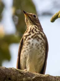 Image result for Catharus ustulatus