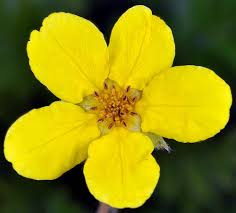 Image result for Potentilla anserina