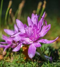 Attēlu rezultāti vaicājumam “Colchicum autumnale flower”