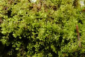 Attēlu rezultāti vaicājumam “Lepidozia reptans”