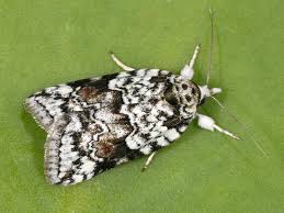 Attēlu rezultāti vaicājumam “Nycteola degenerana”