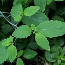 Attēlu rezultāti vaicājumam “Impatiens noli-tangere leaf”