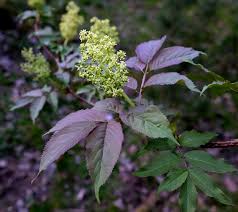 Attēlu rezultāti vaicājumam “Sambucus racemosa leaf”