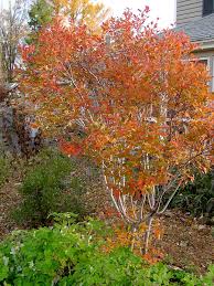 Attēlu rezultāti vaicājumam “Amelanchier canadensis”