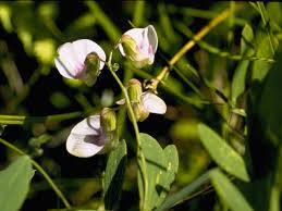 Attēlu rezultāti vaicājumam “Lathyrus palustris flower”