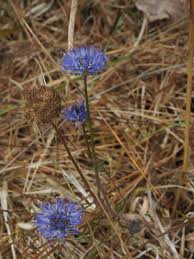Attēlu rezultāti vaicājumam “Jasione montana fruit”