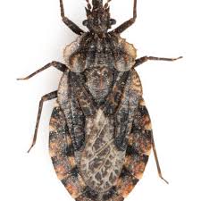 Attēlu rezultāti vaicājumam “Aradus betulae”