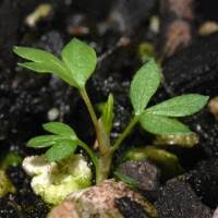 Attēlu rezultāti vaicājumam “Potentilla supina leaf”