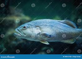 Image result for Mycteroperca microlepis