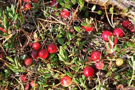 Attēlu rezultāti vaicājumam “Oxycoccus fruit”