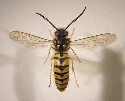 Attēlu rezultāti vaicājumam “Vespula germanica male”