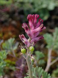 Image result for Fumaria officinalis