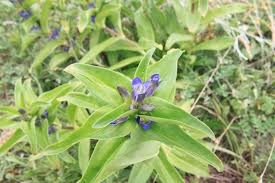 Attēlu rezultāti vaicājumam “Gentiana cruciata flower”