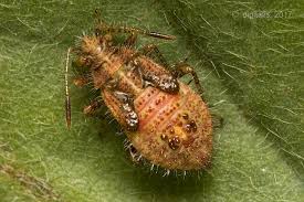 Attēlu rezultāti vaicājumam “Rhopalus maculatus imago”