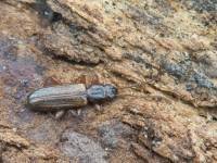 Attēlu rezultāti vaicājumam “Dendrophagus crenatus”