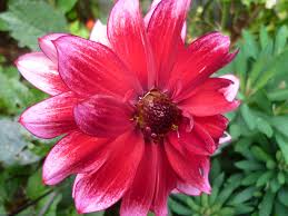 Image result for Dahlia Darkarin`