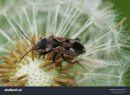 Image result for Rhyparochromus