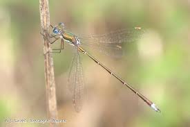 Attēlu rezultāti vaicājumam “Lestes virens”