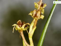 Attēlu rezultāti vaicājumam “Scheuchzeriaceae”