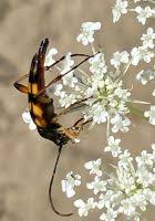 Attēlu rezultāti vaicājumam “Strangalia attenuata”