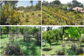 Attēlu rezultāti vaicājumam “Trioza dispar”