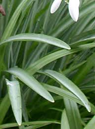 Attēlu rezultāti vaicājumam “Galanthus nivalis leaf”