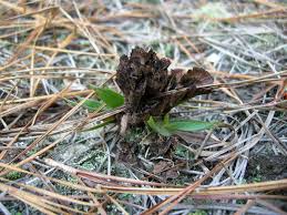 Attēlu rezultāti vaicājumam “Thelephora terrestris”