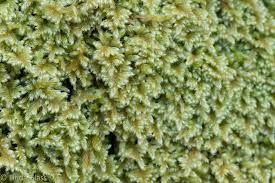 Attēlu rezultāti vaicājumam “Ctenidium molluscum”