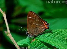 Attēlu rezultāti vaicājumam “Satyrium w-album”