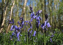 Image result for Campanula medium