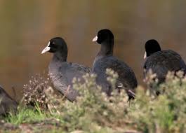 Attēlu rezultāti vaicājumam “Fulica atra”