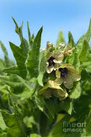 Attēlu rezultāti vaicājumam “Hyoscyamus niger”