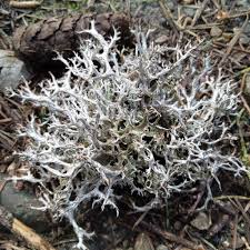 Attēlu rezultāti vaicājumam “Biatoropsis usnearum”