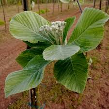 Attēlu rezultāti vaicājumam “Sorbus aria”