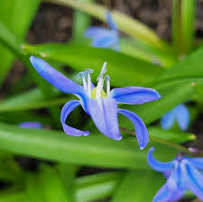 Attēlu rezultāti vaicājumam “Scilla luciliae”