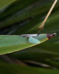 Attēlu rezultāti vaicājumam “Ophiotheca chrysosperma macro”