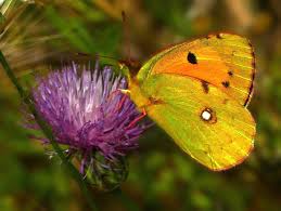 Attēlu rezultāti vaicājumam “Colias croceus”