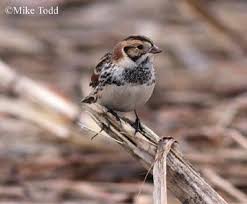 Image result for Calcarius lapponicus