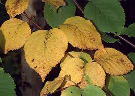 Attēlu rezultāti vaicājumam “Betula papyrifera leaf”
