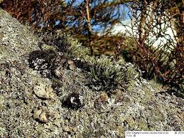 Attēlu rezultāti vaicājumam “Racomitrium heterostichum”