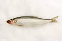 Image result for Clupea harengus