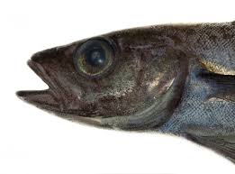 Image result for Arctogadus glacialis