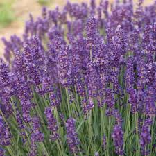 Attēlu rezultāti vaicājumam “Lavandula angustifolia flower”