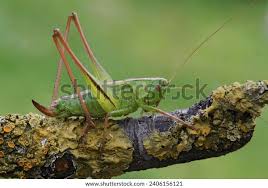 Attēlu rezultāti vaicājumam “Tettigonia cantans”