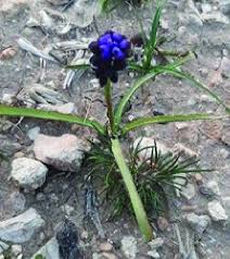 Attēlu rezultāti vaicājumam “Muscari neglectum”