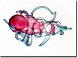 Attēlu rezultāti vaicājumam “Orthosia sp. larva”