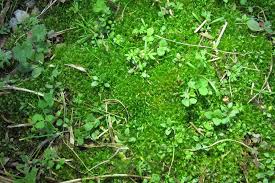 Attēlu rezultāti vaicājumam “Gymnostomum calcareum”