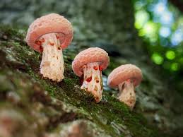 Attēlu rezultāti vaicājumam “Rhodotus palmatus”