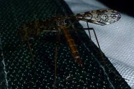 Attēlu rezultāti vaicājumam “Epiphragma ocellare”